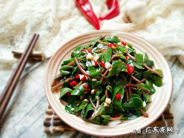 农田里号称晒不死的马齿苋,除了吃它,可以泡水喝吗?