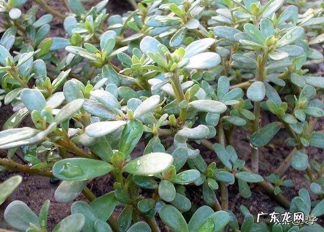 农田里号称晒不死的马齿苋,除了吃它,可以泡水喝吗?