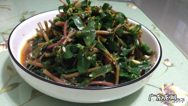 农田里号称晒不死的马齿苋,除了吃它,可以泡水喝吗?