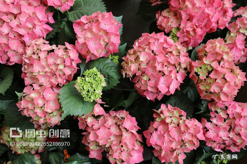 大花绣球八月修剪教程