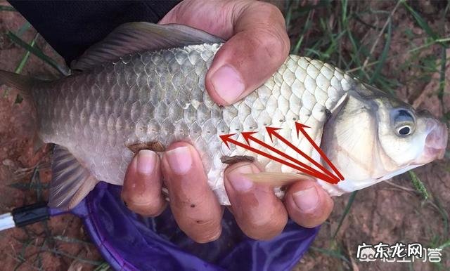 鲫鱼的营养有哪些?