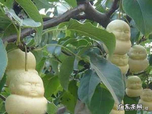 《西游记》里的人参果和水果摊上卖的人参果为啥差了那么多？