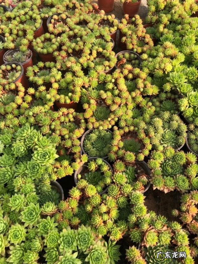 观音莲养殖方法叶子怎样掰?