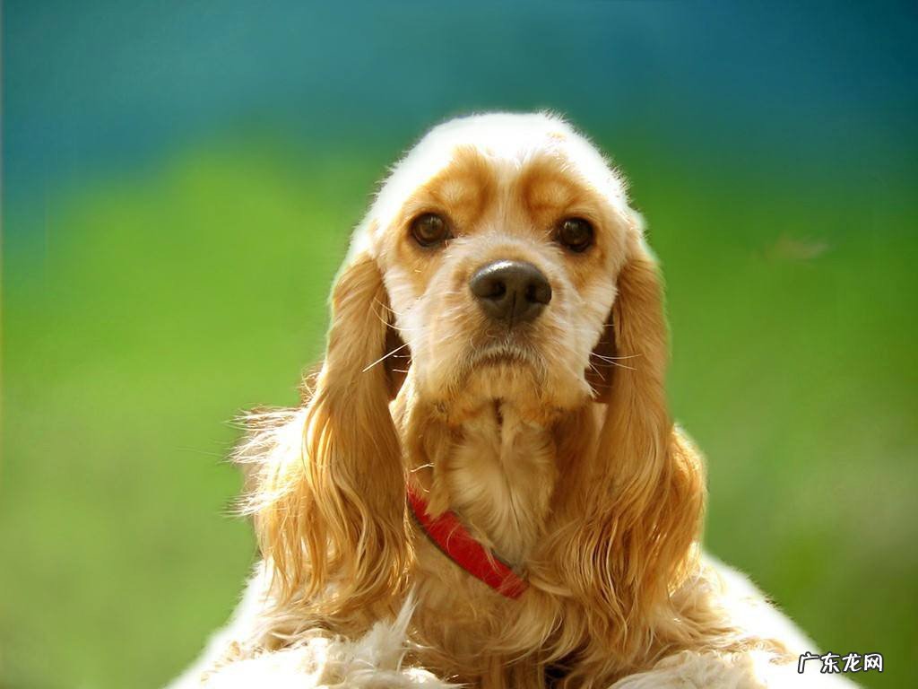 狗狗能吃西红柿吗