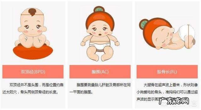 怎样算出胎儿体重？