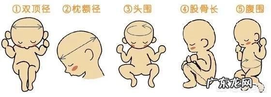 怎样算出胎儿体重？