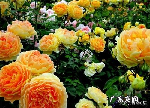 从网上买回来的牡丹花苗怎么栽种？