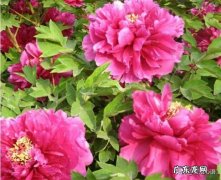 从网上买回来的牡丹花苗怎么栽种？