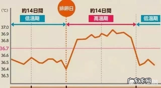 排卵期跟排卵日是什么意思?