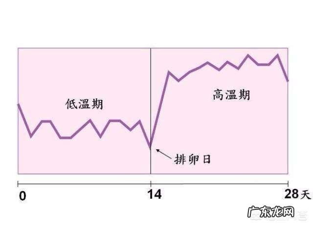 排卵期跟排卵日是什么意思?