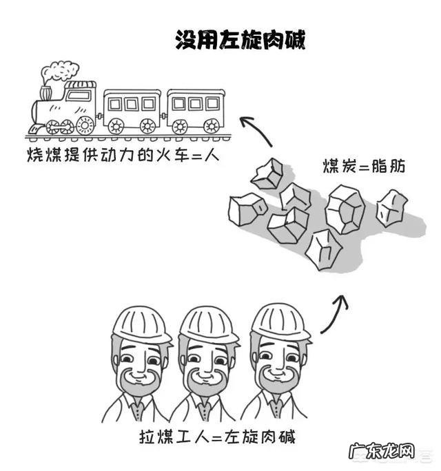 左旋肉碱真的有用吗,有没有副作用?