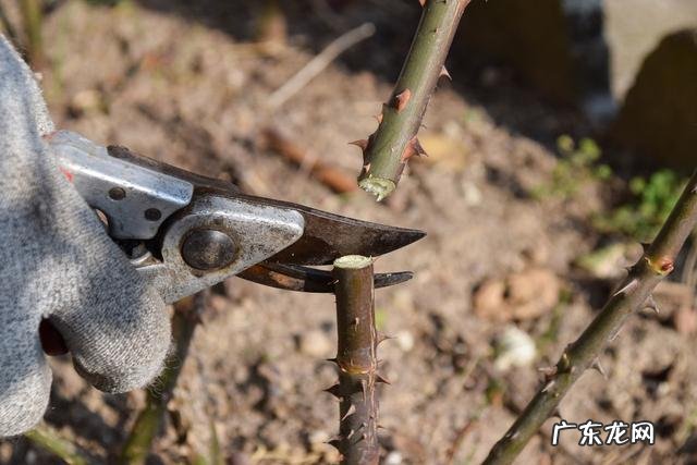 月季如何养殖和修剪?