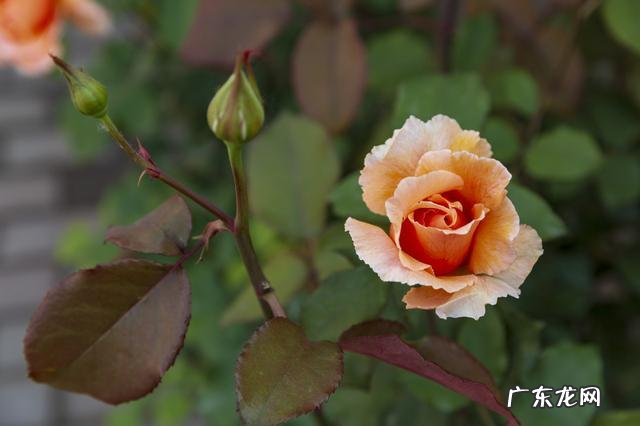 月季如何养殖和修剪?