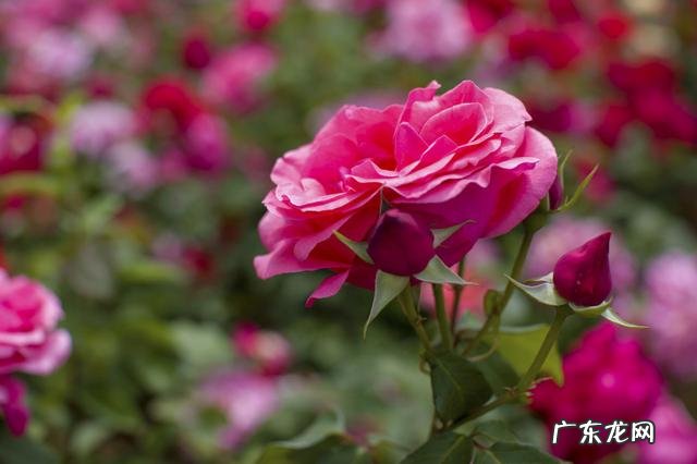 月季如何养殖和修剪?