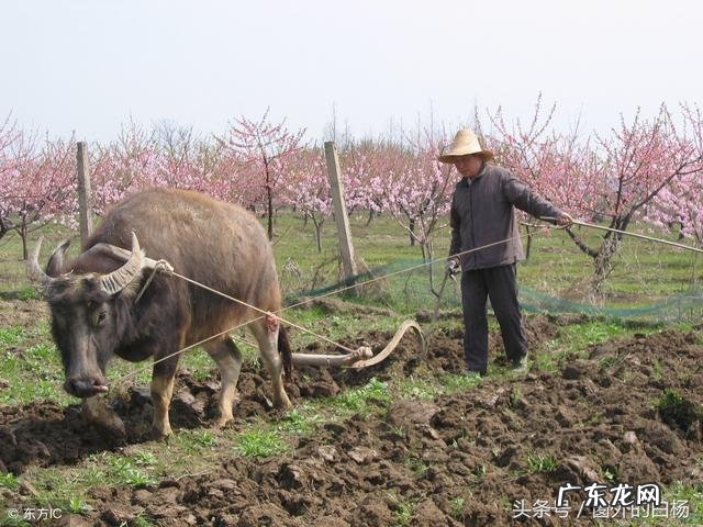 春节习俗有哪些?
