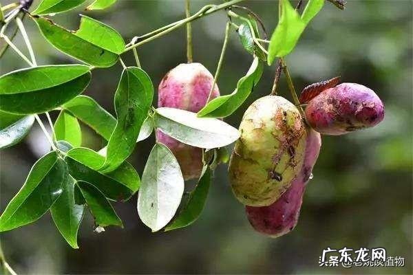 八月瓜吃了有什么好处?