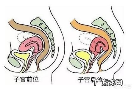 子宫后位影响受孕吗?备孕5个月了,月经也都正常?