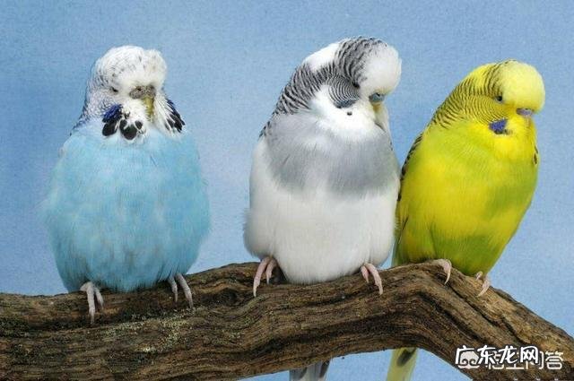 什么鸟好养?