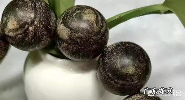 哪个沉香产地好？