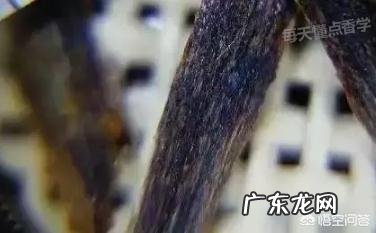 哪个沉香产地好？