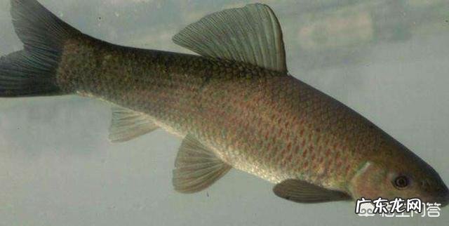 四大家鱼中的青鱼明明是食肉动物,为什么渔民将它称为“秀才青鱼”?