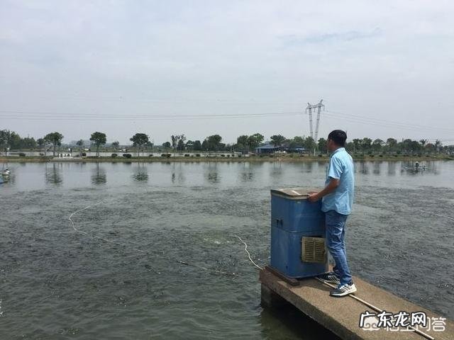 四大家鱼中的青鱼明明是食肉动物,为什么渔民将它称为“秀才青鱼”?