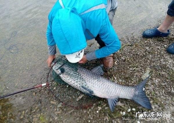 四大家鱼中的青鱼明明是食肉动物,为什么渔民将它称为“秀才青鱼”?