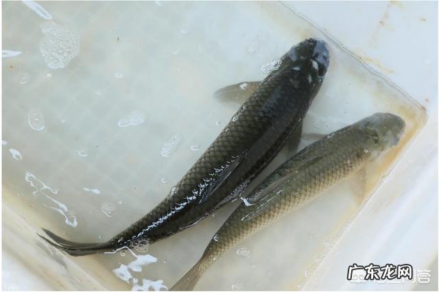 四大家鱼中的青鱼明明是食肉动物,为什么渔民将它称为“秀才青鱼”?