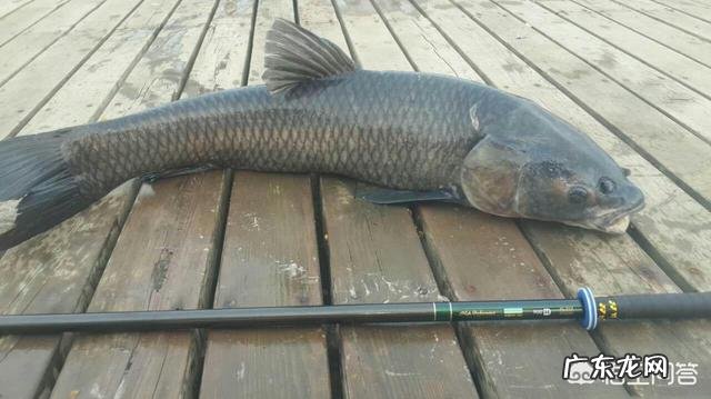 四大家鱼中的青鱼明明是食肉动物,为什么渔民将它称为“秀才青鱼”?