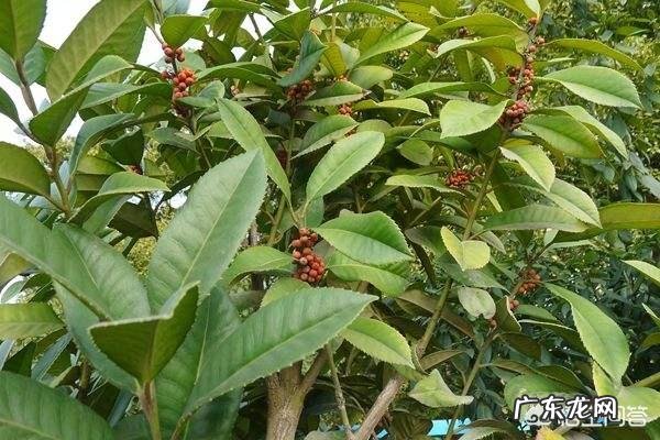 经常喝苦丁茶,对身体有什么好处?