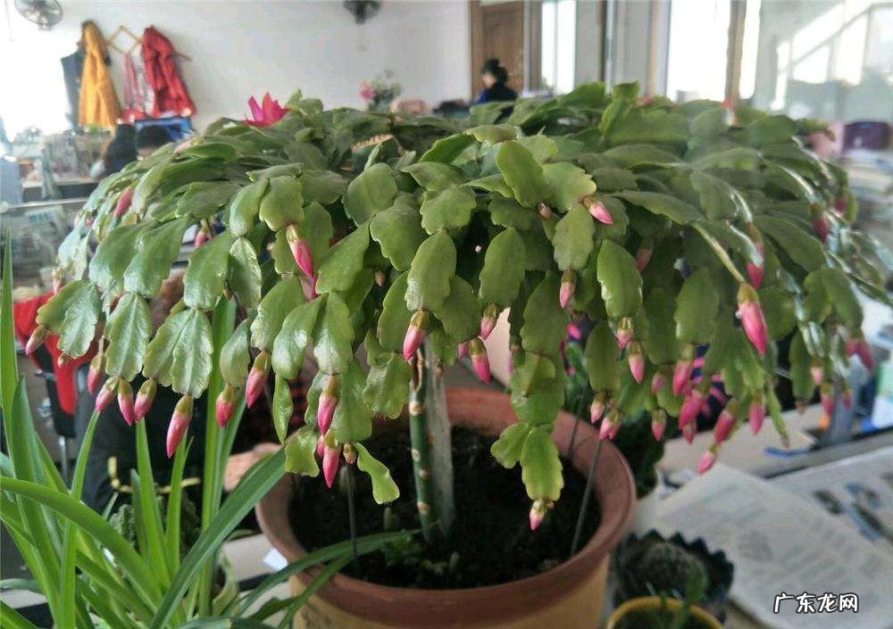 蟹爪兰怎么养才能开花