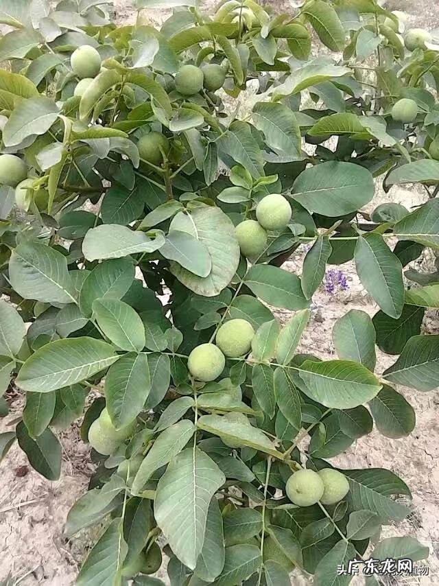 吃核桃对人身体有哪些好处?