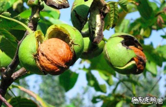 吃核桃对人身体有哪些好处?