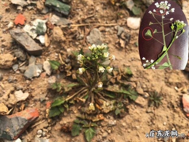 部分农村人钟爱荠荠菜,你咋看?