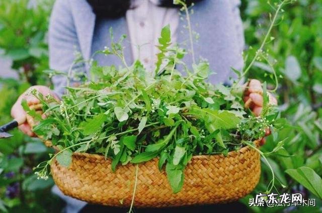 部分农村人钟爱荠荠菜,你咋看?
