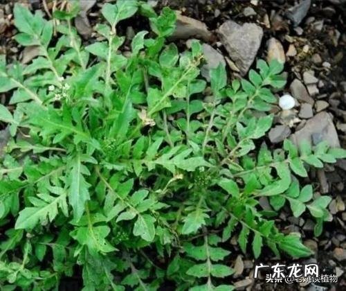 部分农村人钟爱荠荠菜,你咋看?