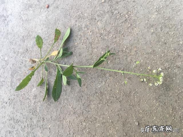 部分农村人钟爱荠荠菜,你咋看?