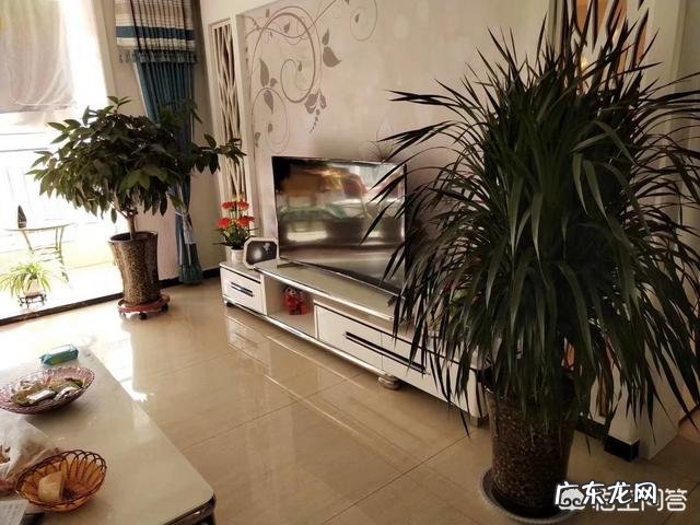 大型盆栽植物栽种有哪些实用的技巧,如何照顾才能让植物生长得更好?