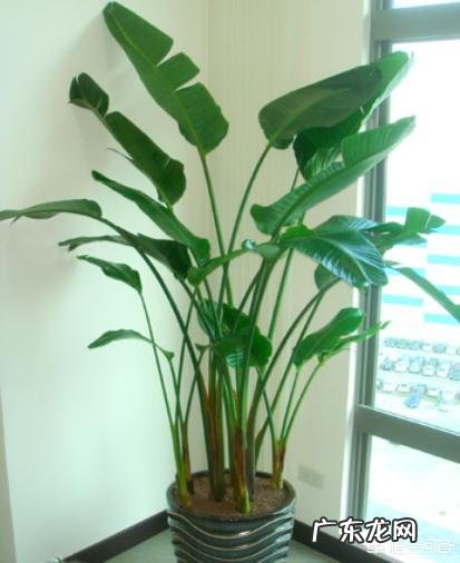 大型盆栽植物栽种有哪些实用的技巧,如何照顾才能让植物生长得更好?