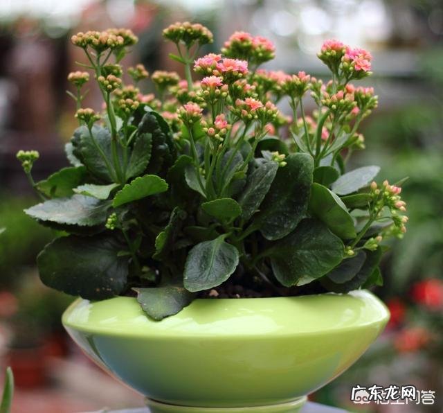 大型盆栽植物栽种有哪些实用的技巧,如何照顾才能让植物生长得更好?