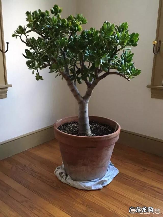 大型盆栽植物栽种有哪些实用的技巧,如何照顾才能让植物生长得更好?