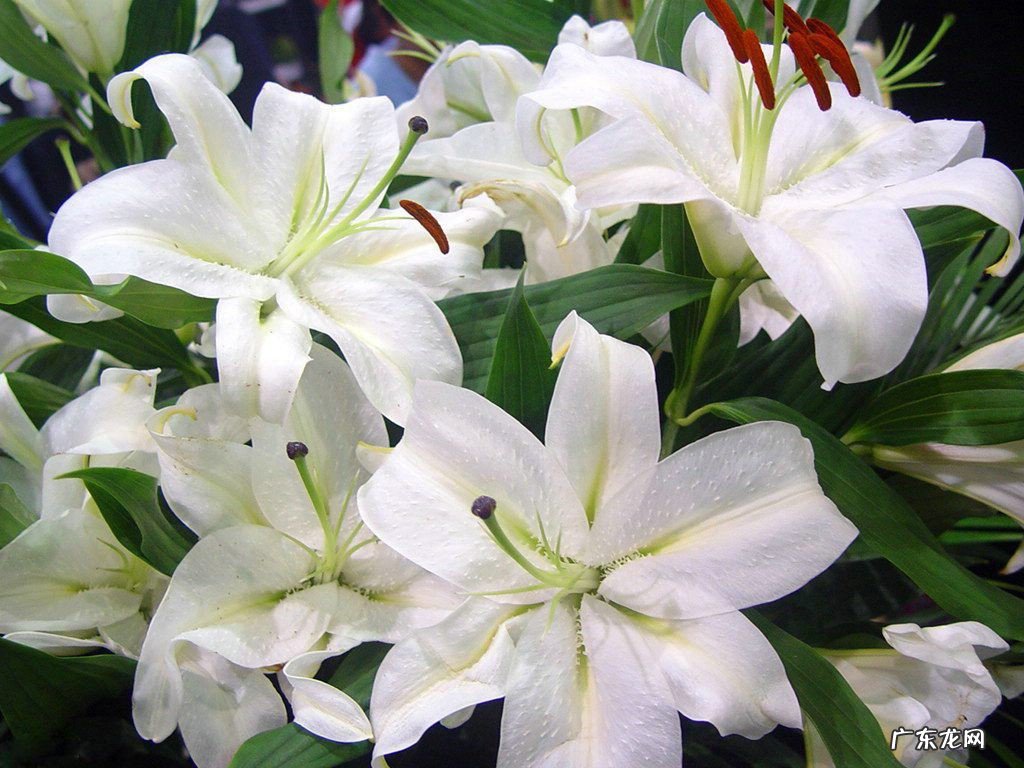 七夕送给自己的花推荐