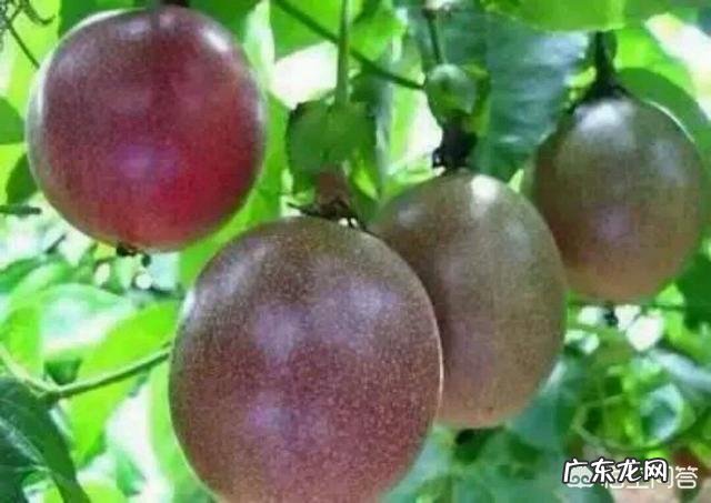 百香果有什么好处?