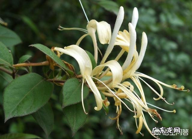 小孩大便干燥该怎么办?