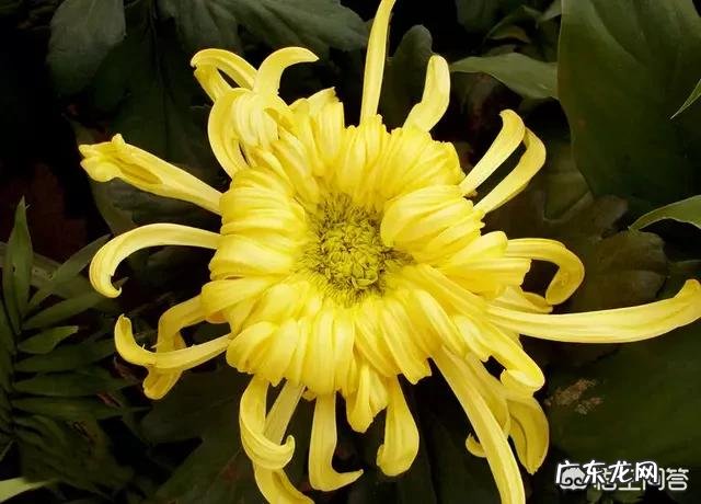 小孩大便干燥该怎么办?