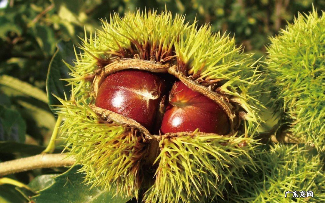 板栗炖猪肉菜怎么做