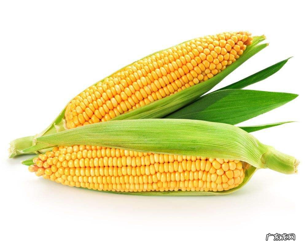 血糖高能吃玉米吗