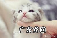 你们的猫都是怎么养的?