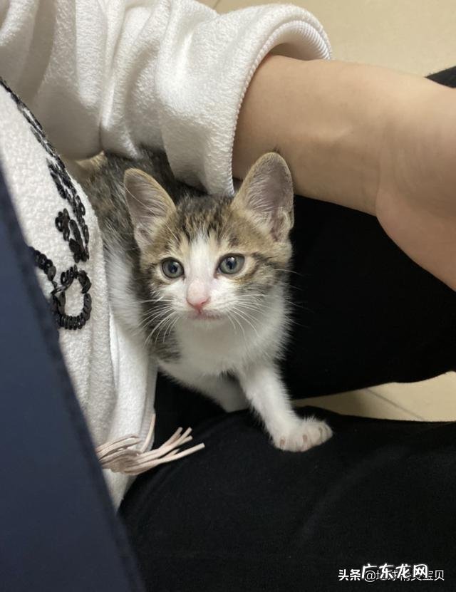 你们的猫都是怎么养的?