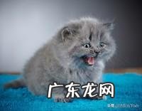 你们的猫都是怎么养的?